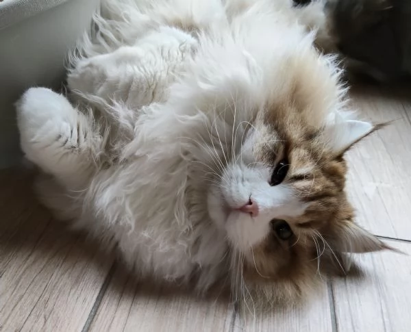 Cucciolone  gatto Siberiano  | Foto 1