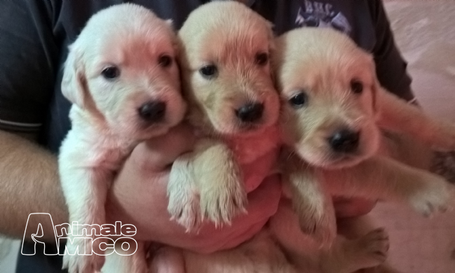 Vendita Cucciolo Golden Retriever Da Privato A Napoli Cuccioli Di