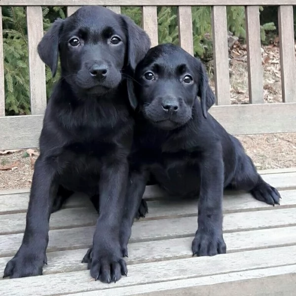 cuccioli di labrador neri | Foto 2