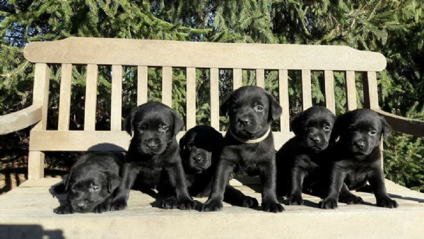 cuccioli di labrador neri