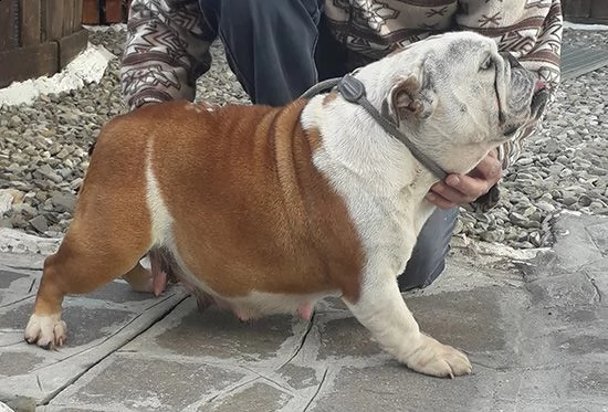 bulldog inglese | Foto 0