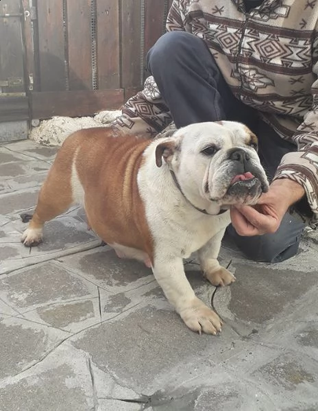 bulldog inglese