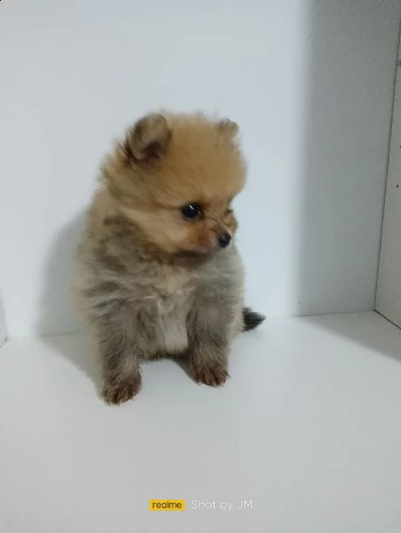  spitz piccolo | Foto 2