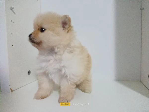  spitz piccolo | Foto 1