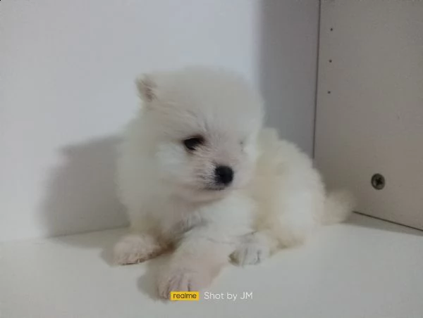  spitz piccolo | Foto 0