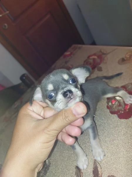 chihuahua blu | Foto 3
