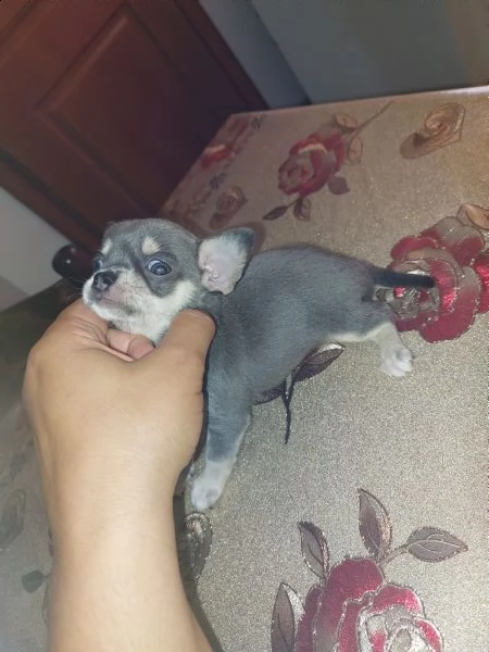 chihuahua blu