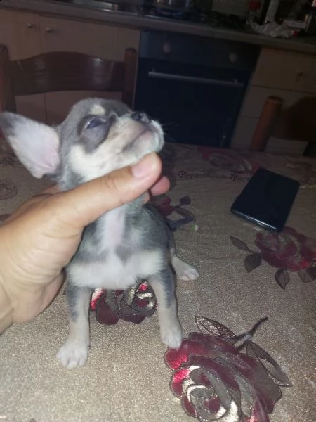 chihuahua blu | Foto 2