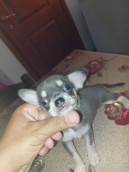 chihuahua blu | Foto 1