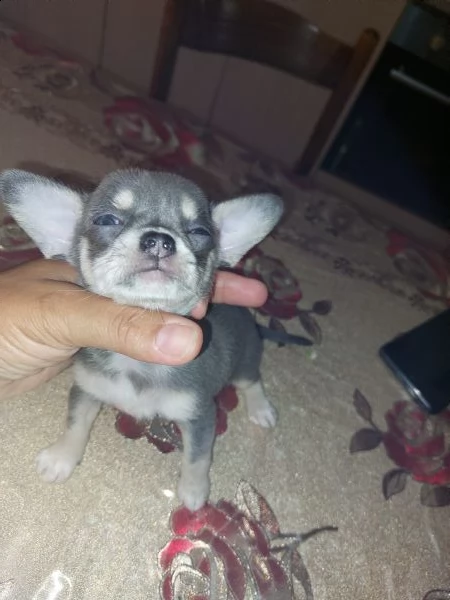 chihuahua blu | Foto 0