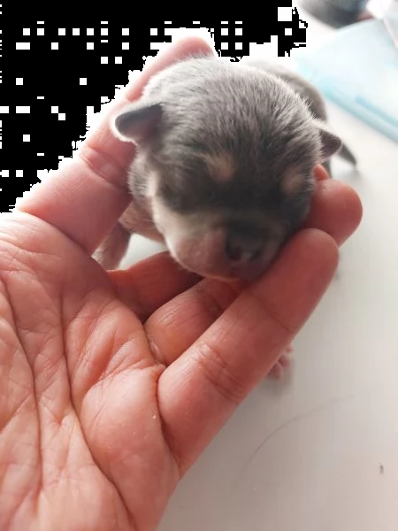 bulldog francese  | Foto 3