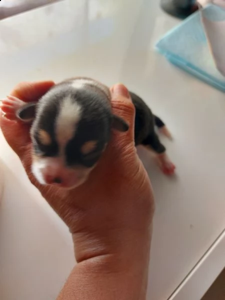 chihuahua micro | Foto 5