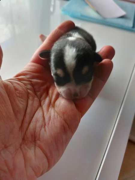 chihuahua micro | Foto 3