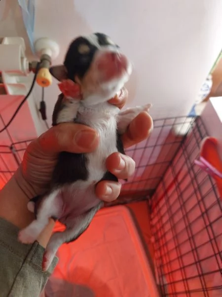 chihuahua micro | Foto 2