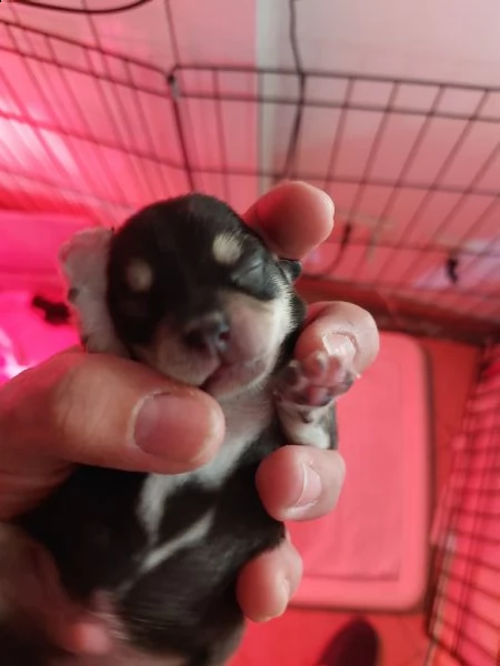 chihuahua micro | Foto 0