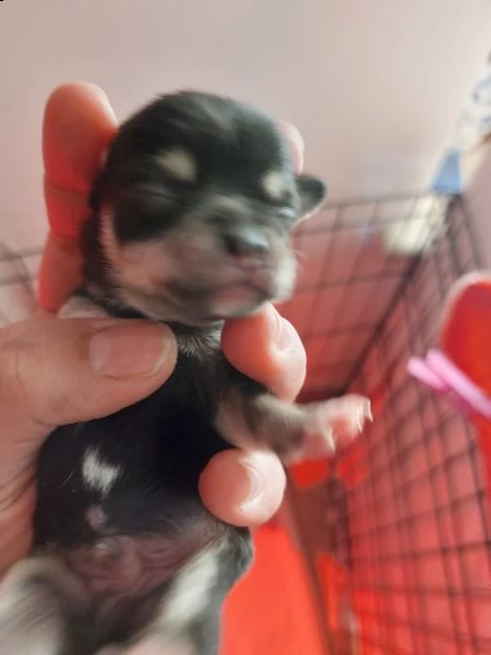 chihuahua micro