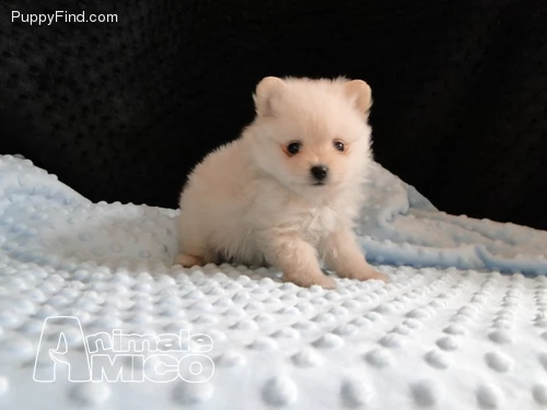 pomerania spitz toy 