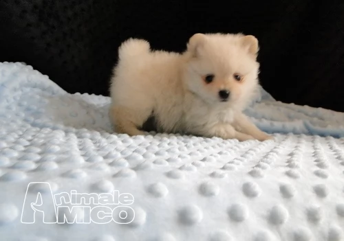 pomerania spitz toy  | Foto 1