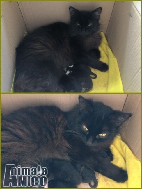 Regalo Cucciolo Norvegese Da Privato A Pisa Gattini Portanti Geni Di