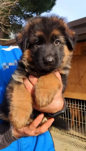 cuccioli pastore tedesco | Foto 4