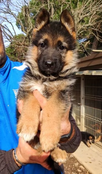 cuccioli pastore tedesco | Foto 3