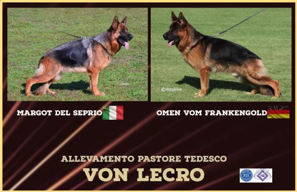 cuccioli pastore tedesco