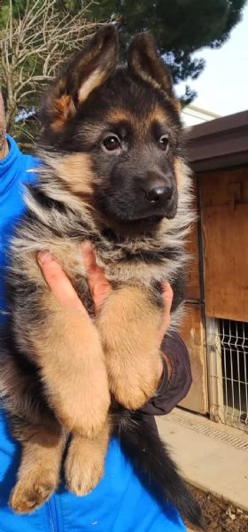 cuccioli pastore tedesco | Foto 2