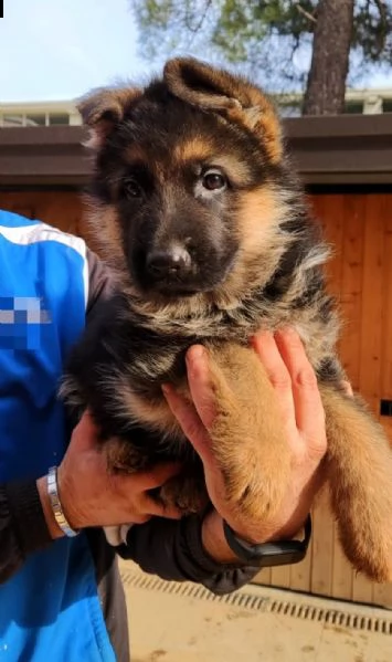 cuccioli pastore tedesco | Foto 1