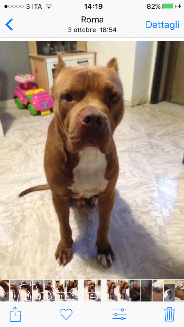 Regalo Cuccioli Pitbull Verona Leonardo Da Vinci St John The Baptist
