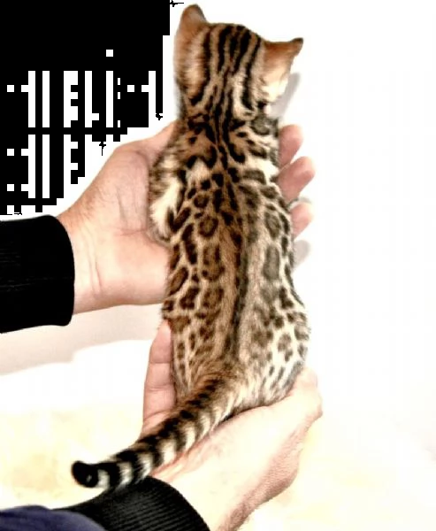 gattini bengala con pedigree | Foto 1