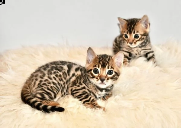 gattini bengala con pedigree | Foto 0