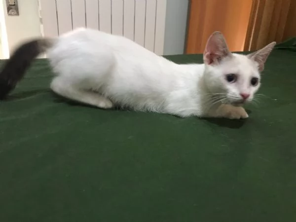 Carlotta | Foto 2