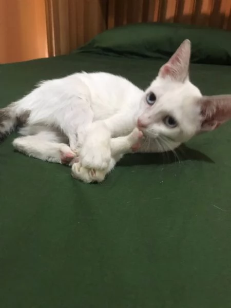 Carlotta | Foto 2
