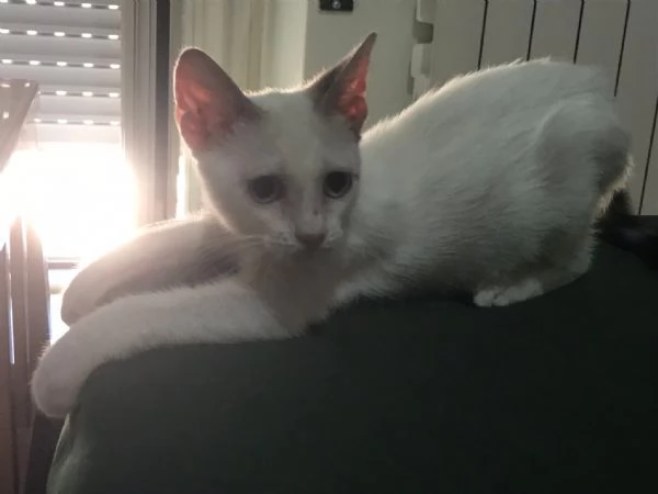 Carlotta | Foto 1
