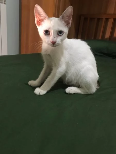 Carlotta  | Foto 4