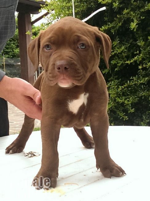 Vendita Cucciolo Pitbull Da Privato A Frosinone Cuccioli American