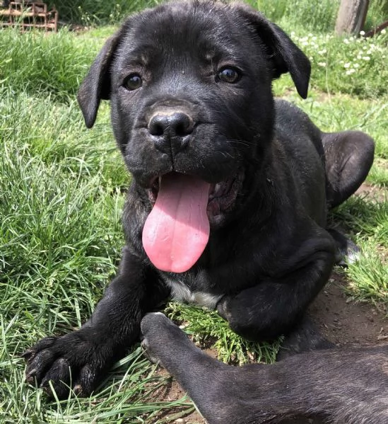 CANE CORSO TRADIZIONALE | Foto 6