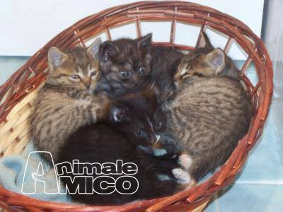 Cuccioli Di Gatto In Regalo A Vicenza Cerco Auto In Regalo Solo