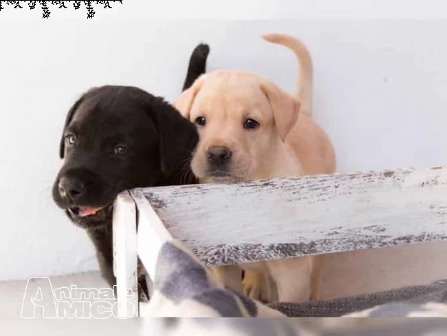 labrador retriever cuccioli  chocolate e nero