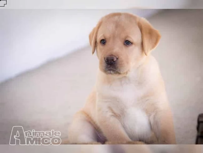 labrador retriever cuccioli  chocolate e nero | Foto 0