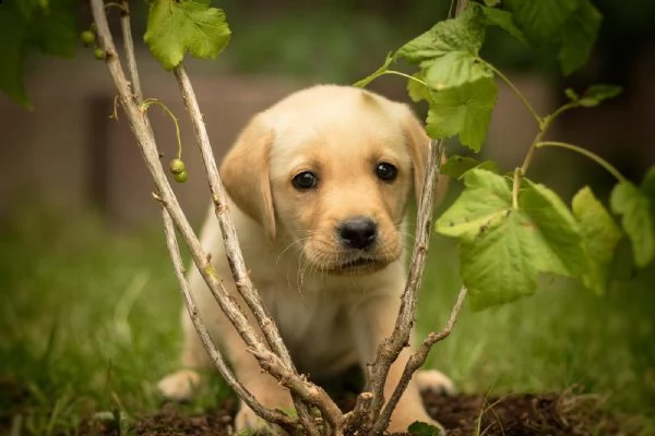 splettacolari cuccioli di labrador retriever neri con pedigree | Foto 2