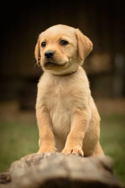 splettacolari cuccioli di labrador retriever neri con pedigree | Foto 1