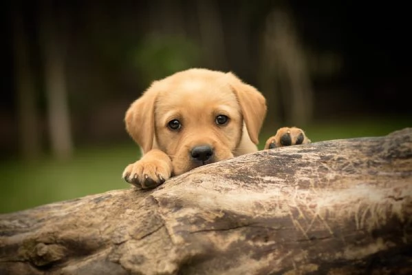 splettacolari cuccioli di labrador retriever neri con pedigree | Foto 0