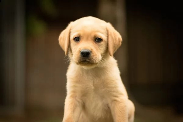 splettacolari cuccioli di labrador retriever neri con pedigree