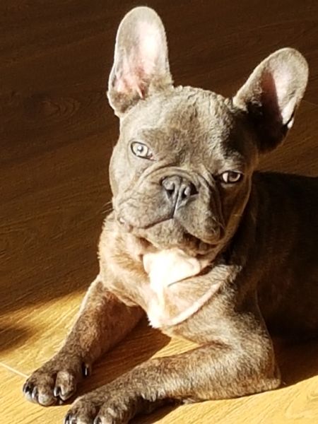 Bulldog Francese Blu Nano