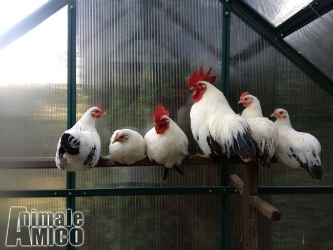 Vendita Animali Da Cortile Friuli Venezia Giulia