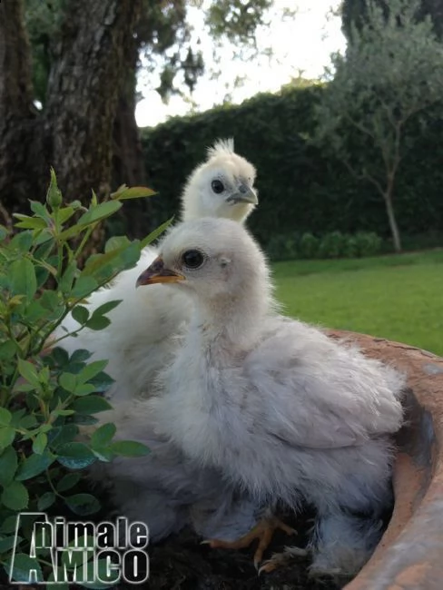 galline ornamentali varie razze