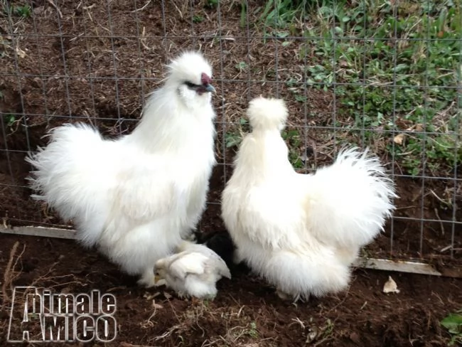 galline ornamentali varie razze | Foto 8