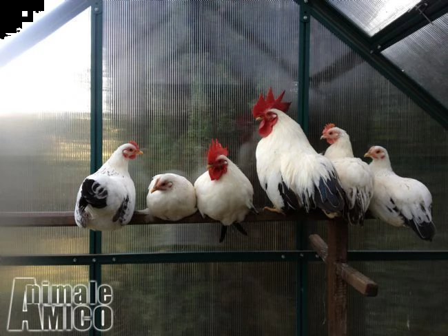 galline ornamentali varie razze | Foto 6