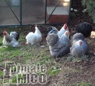 galline ornamentali varie razze | Foto 5